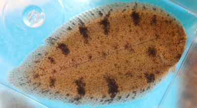 Freshwater Flounder 2" (Archirus lineatus)
